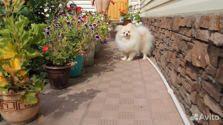 Померанский шпиц мини