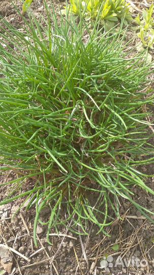 Лук многолетний