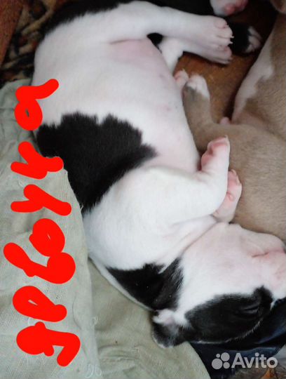 Щенки амстаффа