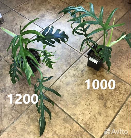 Филодендрон Изящный Elegans