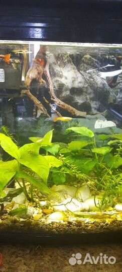 Мальки рыбок гуппи