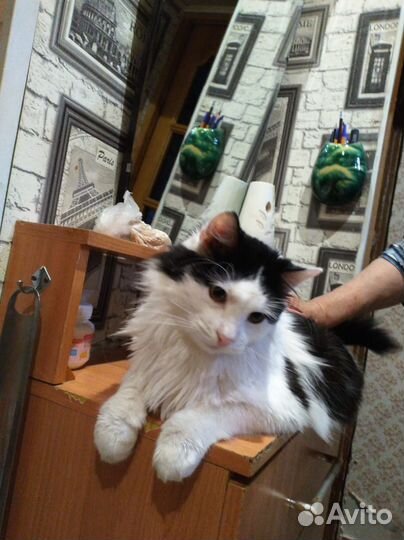 Котик в добрые руки