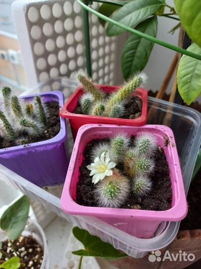 Кактус цветущий