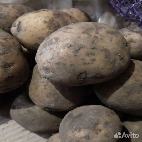Продаю картофель