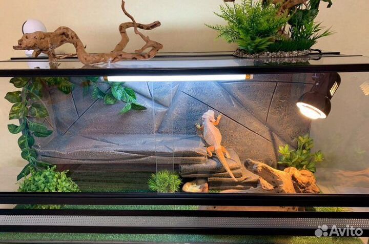 Агамы малыши с комплектом для содержания