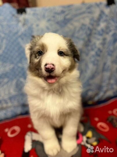 Щенки аусси