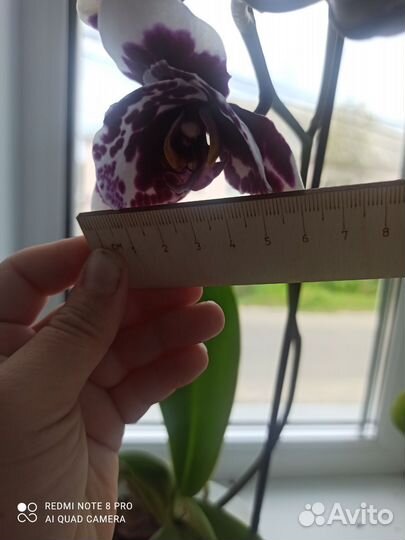 Орхидея фаленопсис