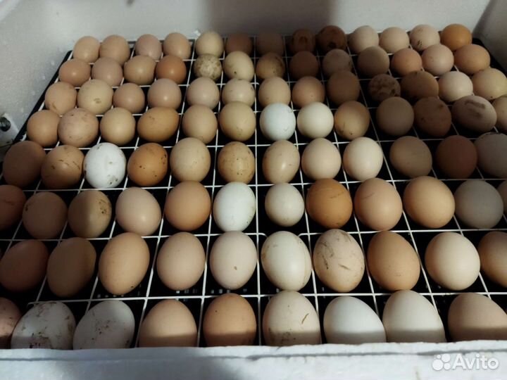 Инкубационное яйцо кур
