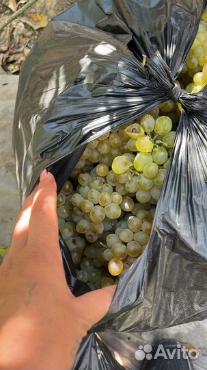 Виноград ркацители