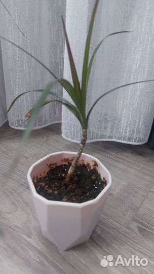 Пальма драцена