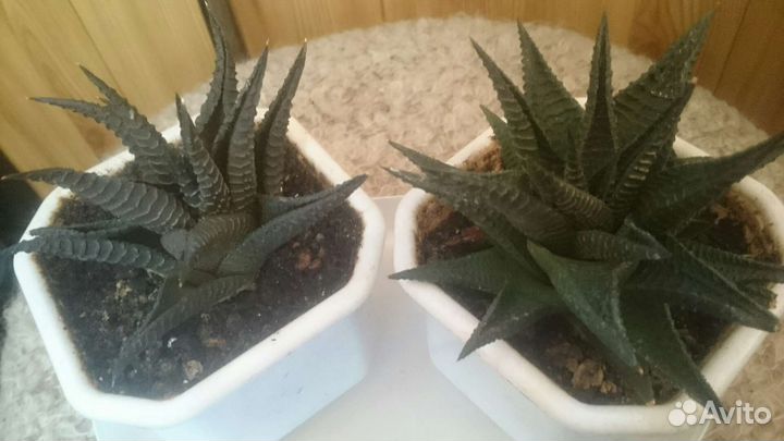 Цветочные горшки