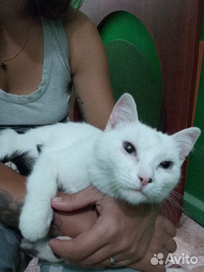 Кошка Герда