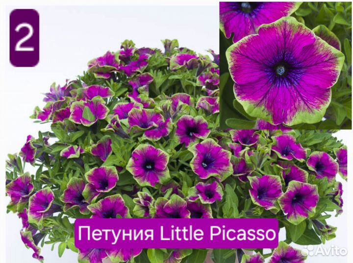 Вегетативная петуния