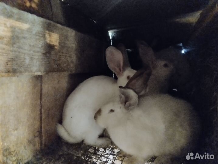 Продам кроликов
