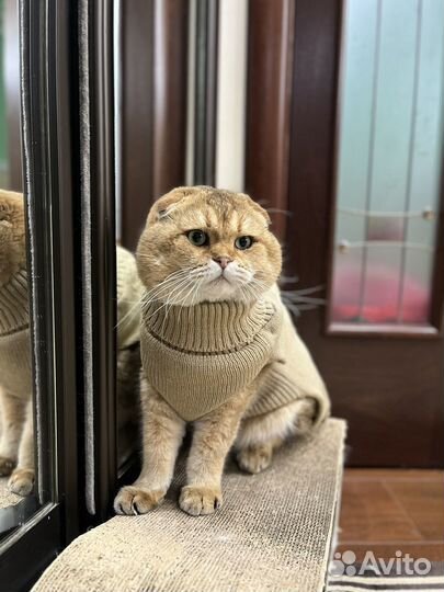 Кот на вязку