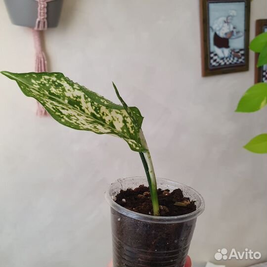 Аглаонема Вайт Киви