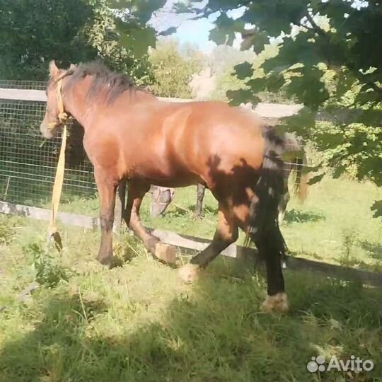 Владимерский тяж