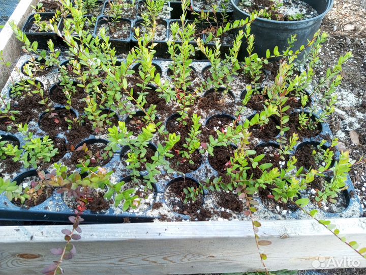 Продам саженцы клюквы крупноплодной