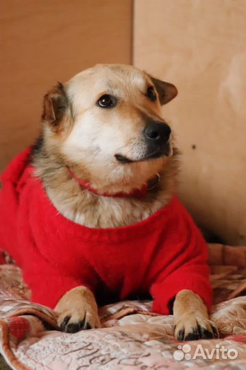 Собака в добрые руки