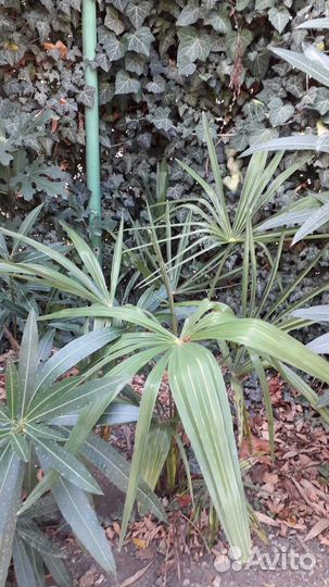 Пальма трахикарпус