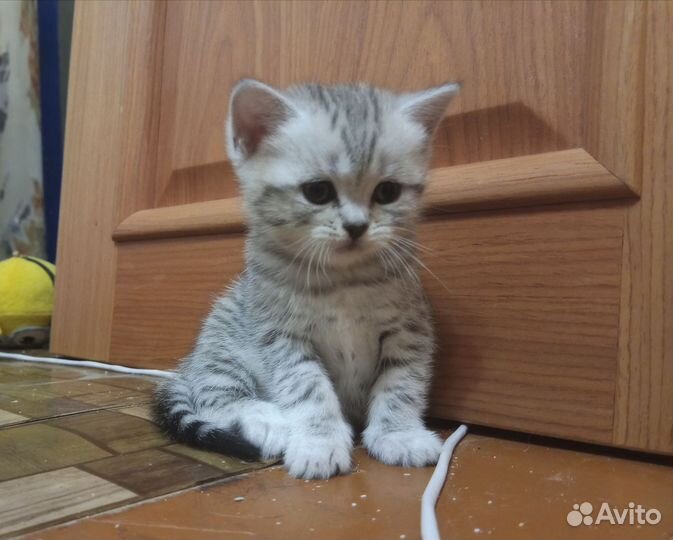 Шотландские котята