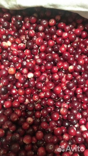 Свежая клюква