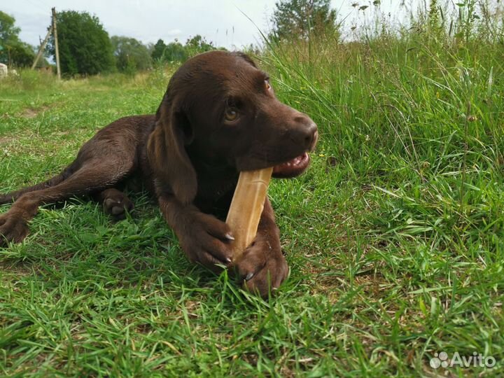 Шоколадный лабрадор