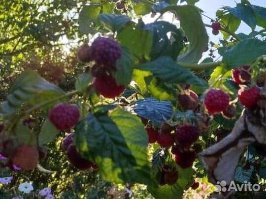 Ремонтантная малина