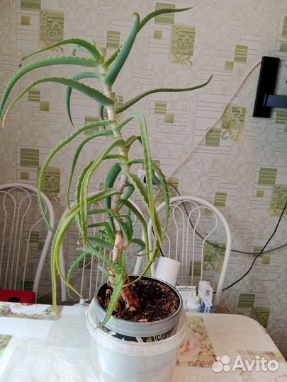 Алоэ трехлетние