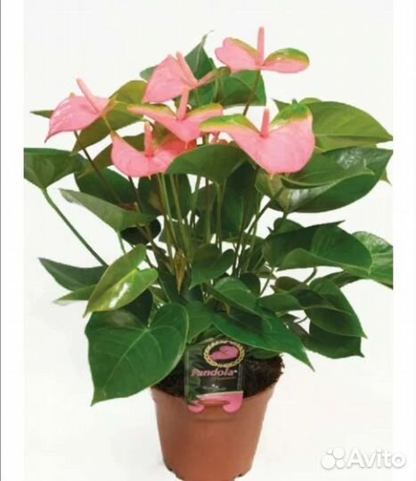 Антуриум разные сорта