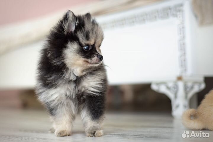 Померанский шпиц