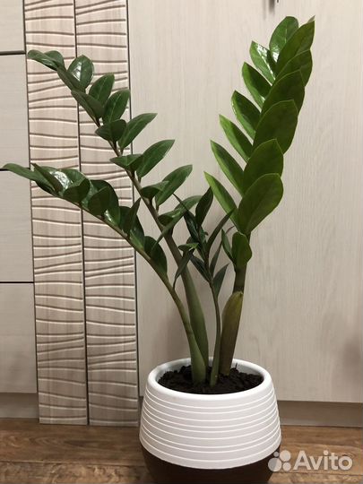 Замиокулькас