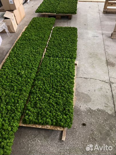 Полоса из стабилизированного мха