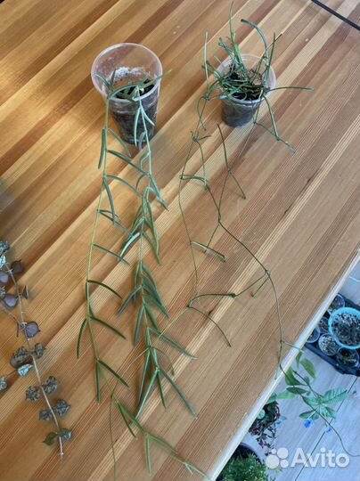 Хойя, клеродендрум