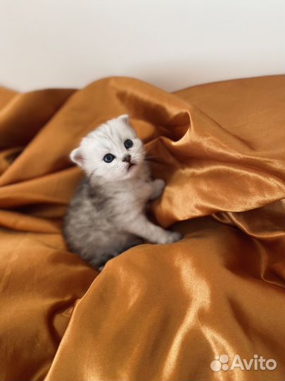 Британская серебристая шиншилла