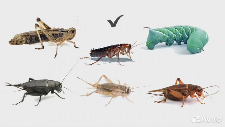 Таракан, сверчок, зофобас, мучной червь