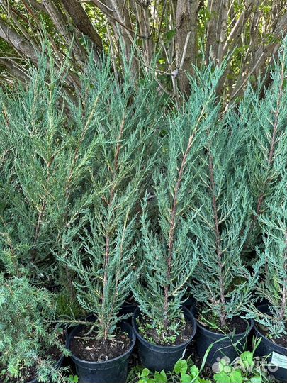 Можжевельник