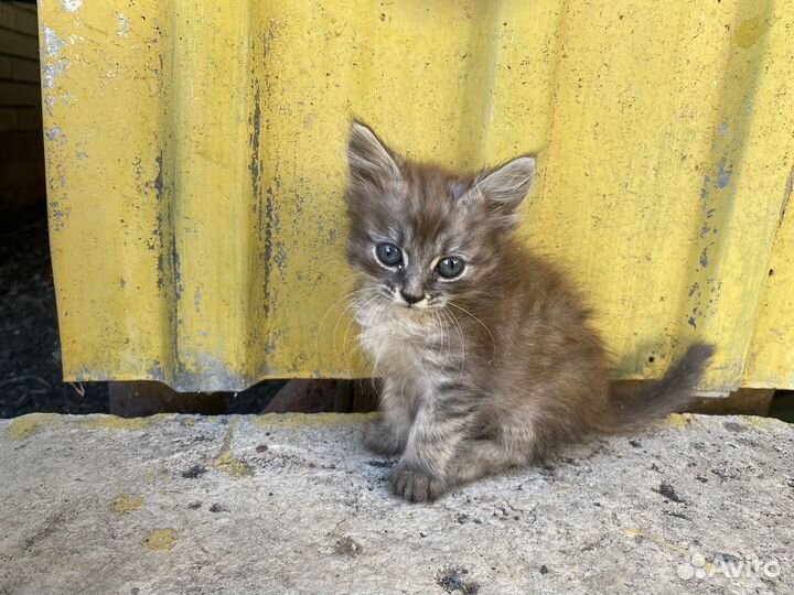 Котята в добрые руки мальчики