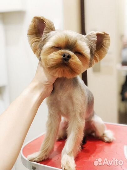 Груминг (стрижка) собак мелких пород