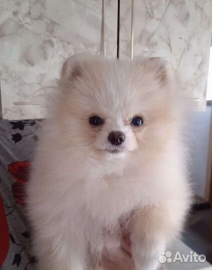 Померанский шпиц