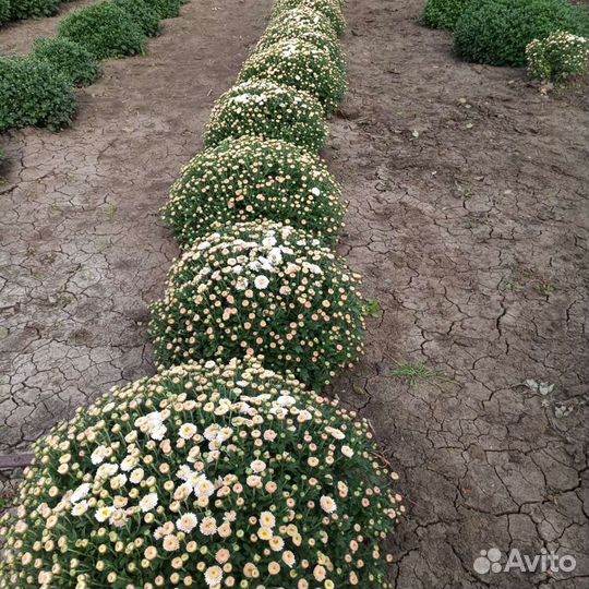 Хризантема мультифлора