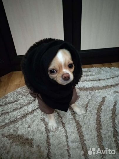 Вязка кобель чихуахуа