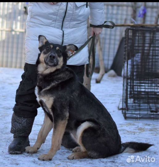 Собака Машуля из приюта