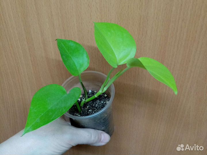 Сциндапсус/ эпипремнум золотистый/ Марбл Квин/Неон