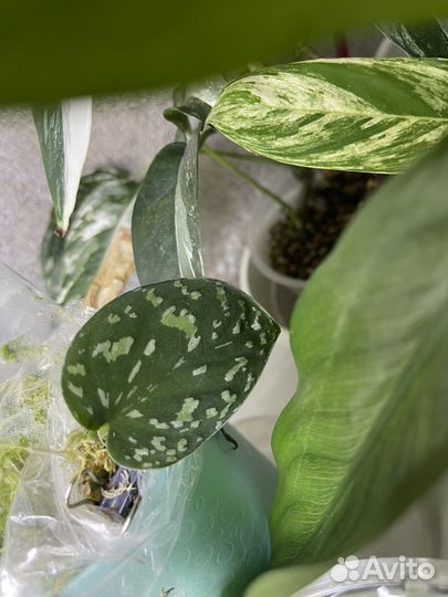 Сциндапсусы тайские