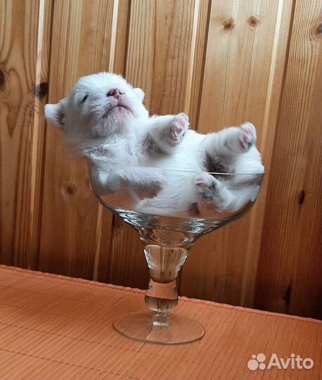 Белый терьер