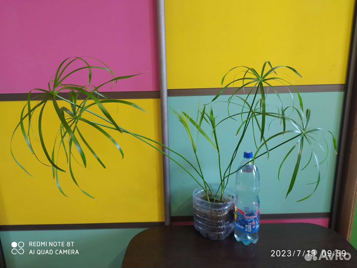 Циперус или пальма болотная