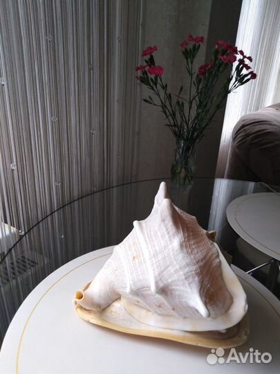 Ракушка морская большая