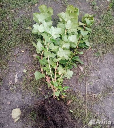 Саженцы черной смородины и красной