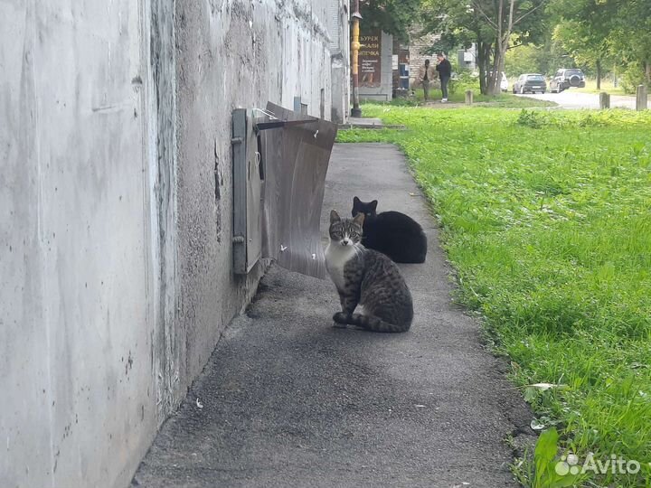 Помогите моим подопечным